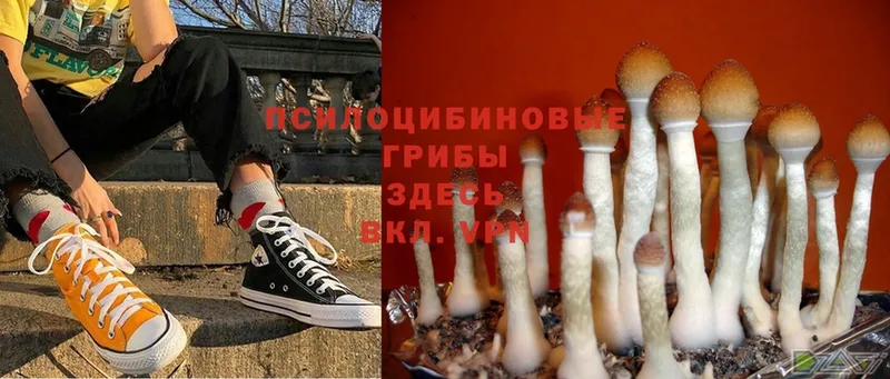 Псилоцибиновые грибы Psilocybe Велиж